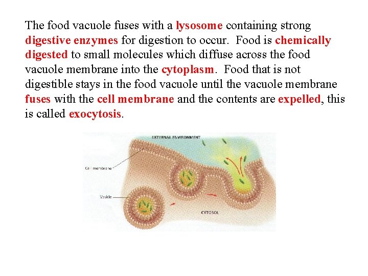 The food vacuole fuses with a lysosome containing strong digestive enzymes for digestion to