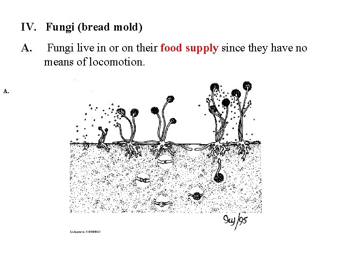 IV. Fungi (bread mold) A. Fungi live in or on their food supply since