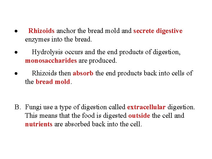 · Rhizoids anchor the bread mold and secrete digestive enzymes into the bread. ·