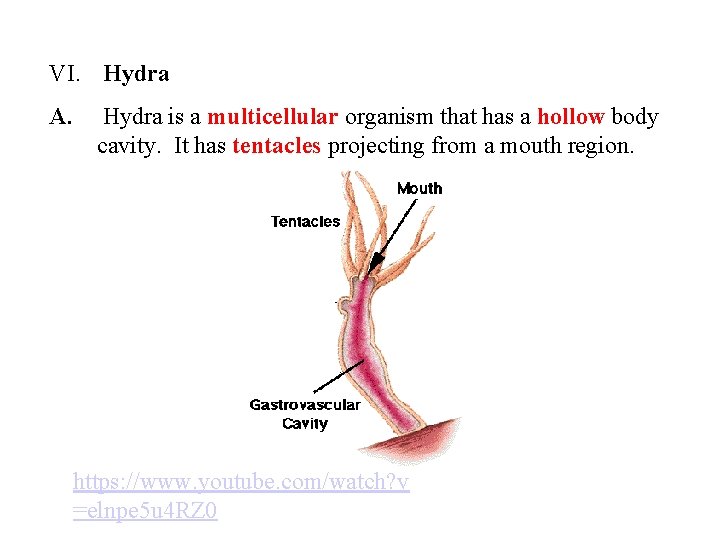 VI. Hydra A. Hydra is a multicellular organism that has a hollow body cavity.