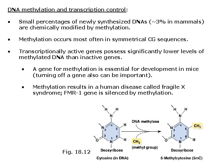 DNA methylation and transcription control: • Small percentages of newly synthesized DNAs (~3% in