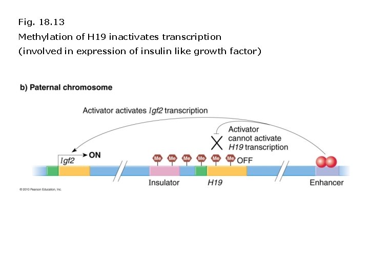 Fig. 18. 13 Methylation of H 19 inactivates transcription (involved in expression of insulin