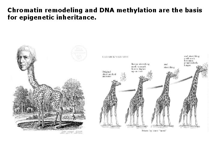 Chromatin remodeling and DNA methylation are the basis for epigenetic inheritance. 