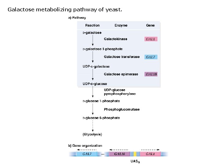 Galactose metabolizing pathway of yeast. 