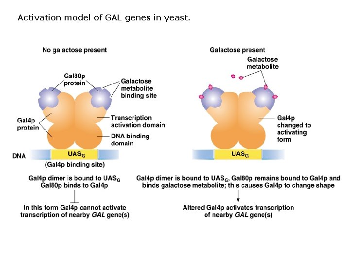 Activation model of GAL genes in yeast. 