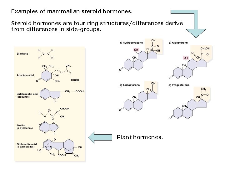 Examples of mammalian steroid hormones. Steroid hormones are four ring structures/differences derive from differences