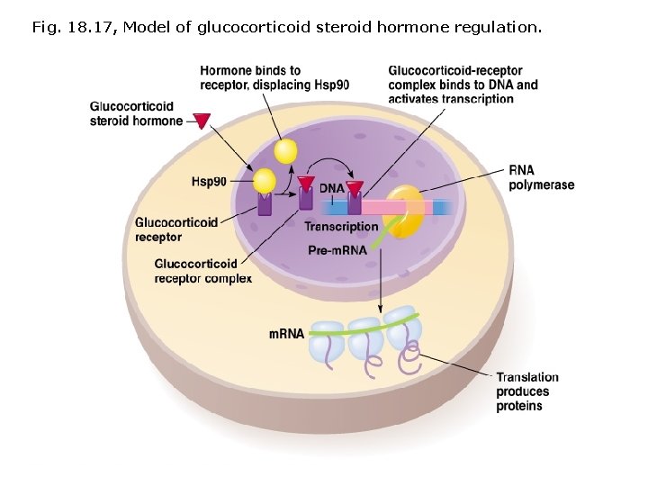 Fig. 18. 17, Model of glucocorticoid steroid hormone regulation. 