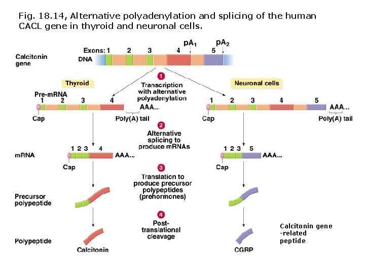 Fig. 18. 14, Alternative polyadenylation and splicing of the human CACL gene in thyroid