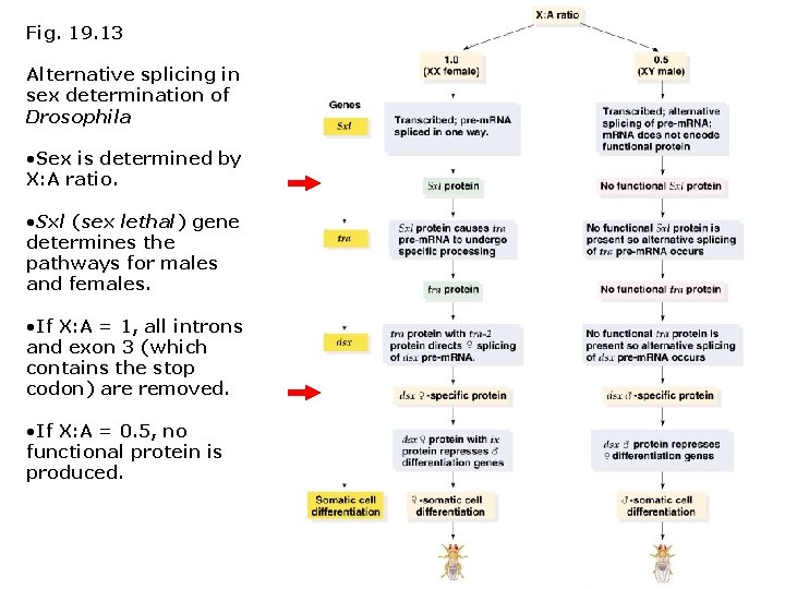 Fig. 19. 13 Alternative splicing in sex determination of Drosophila • Sex is determined