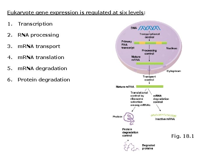 Eukaryote gene expression is regulated at six levels: 1. Transcription 2. RNA processing 3.