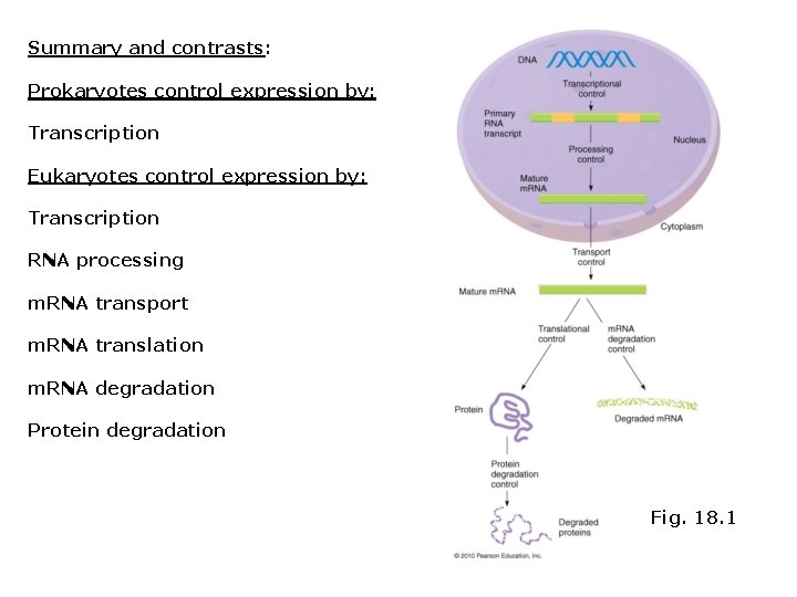 Summary and contrasts: Prokaryotes control expression by: Transcription Eukaryotes control expression by: Transcription RNA