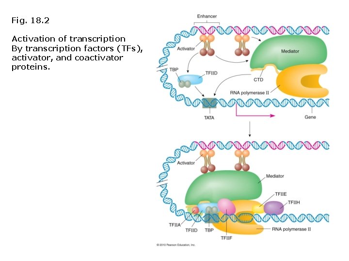 Fig. 18. 2 Activation of transcription By transcription factors (TFs), activator, and coactivator proteins.