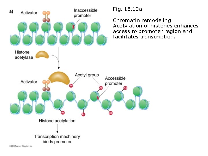 Fig. 18. 10 a Chromatin remodeling Acetylation of histones enhances access to promoter region