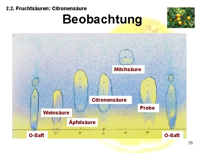 2. 2. Fruchtsäuren: Citronensäure Beobachtung Milchsäure Citronensäure Weinsäure Probe Äpfelsäure O-Saft 28 