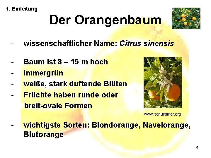 1. Einleitung Der Orangenbaum - wissenschaftlicher Name: Citrus sinensis - Baum ist 8 –