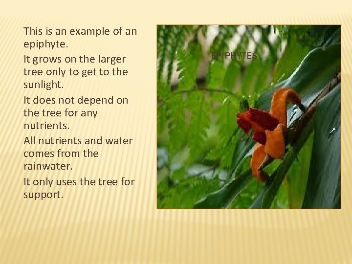 This is an example of an epiphyte. It grows on the larger tree only This is an example of an epiphyte. It grows on the larger tree only