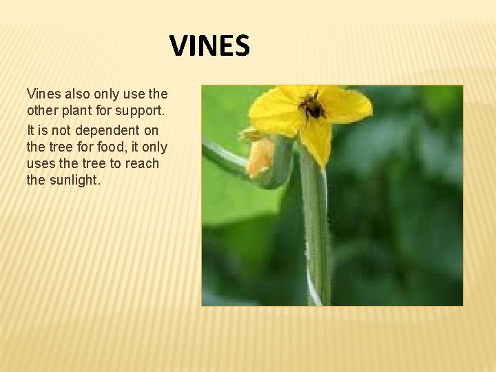 VINES Vines also only use the other plant for support. It is not dependent VINES Vines also only use the other plant for support. It is not dependent