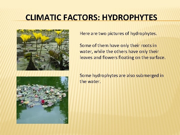 CLIMATIC FACTORS: HYDROPHYTES Here are two pictures of hydrophytes. Some of them have only CLIMATIC FACTORS: HYDROPHYTES Here are two pictures of hydrophytes. Some of them have only