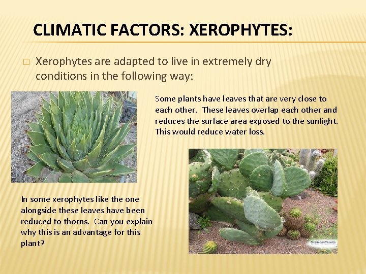CLIMATIC FACTORS: XEROPHYTES: � Xerophytes are adapted to live in extremely dry conditions in CLIMATIC FACTORS: XEROPHYTES: � Xerophytes are adapted to live in extremely dry conditions in