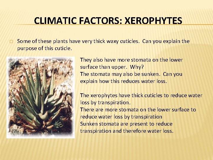 CLIMATIC FACTORS: XEROPHYTES � Some of these plants have very thick waxy cuticles. Can CLIMATIC FACTORS: XEROPHYTES � Some of these plants have very thick waxy cuticles. Can