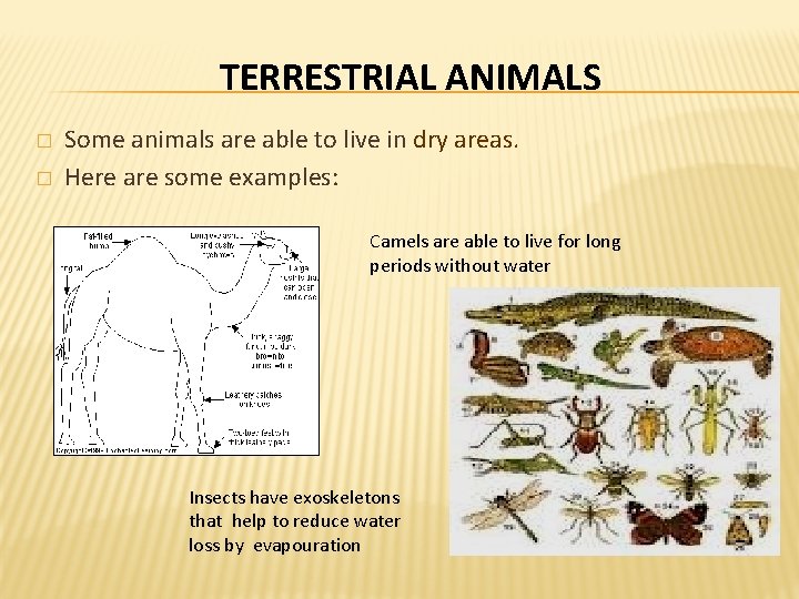 TERRESTRIAL ANIMALS � � Some animals are able to live in dry areas. Here TERRESTRIAL ANIMALS � � Some animals are able to live in dry areas. Here