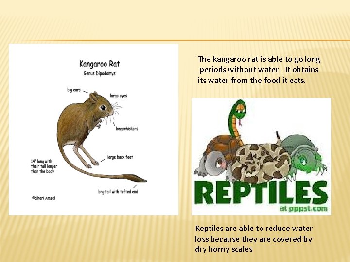 The kangaroo rat is able to go long periods without water. It obtains its The kangaroo rat is able to go long periods without water. It obtains its