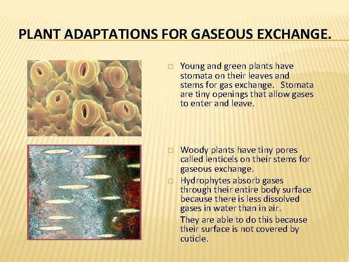 PLANT ADAPTATIONS FOR GASEOUS EXCHANGE. � Young and green plants have stomata on their PLANT ADAPTATIONS FOR GASEOUS EXCHANGE. � Young and green plants have stomata on their