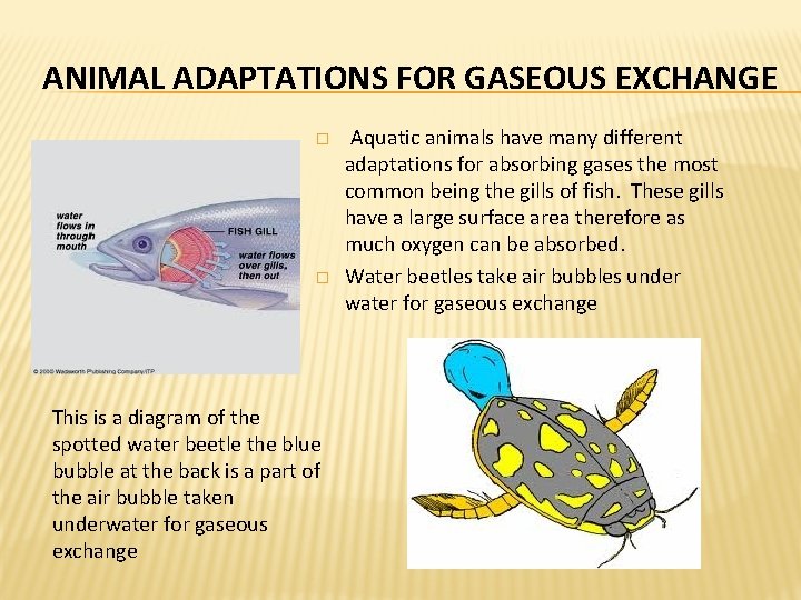 ANIMAL ADAPTATIONS FOR GASEOUS EXCHANGE � � This is a diagram of the spotted ANIMAL ADAPTATIONS FOR GASEOUS EXCHANGE � � This is a diagram of the spotted