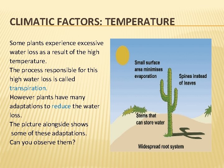 CLIMATIC FACTORS: TEMPERATURE Some plants experience excessive water loss as a result of the CLIMATIC FACTORS: TEMPERATURE Some plants experience excessive water loss as a result of the