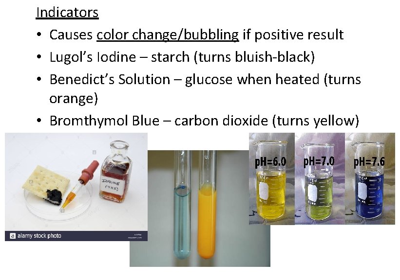 Indicators • Causes color change/bubbling if positive result • Lugol’s Iodine – starch (turns