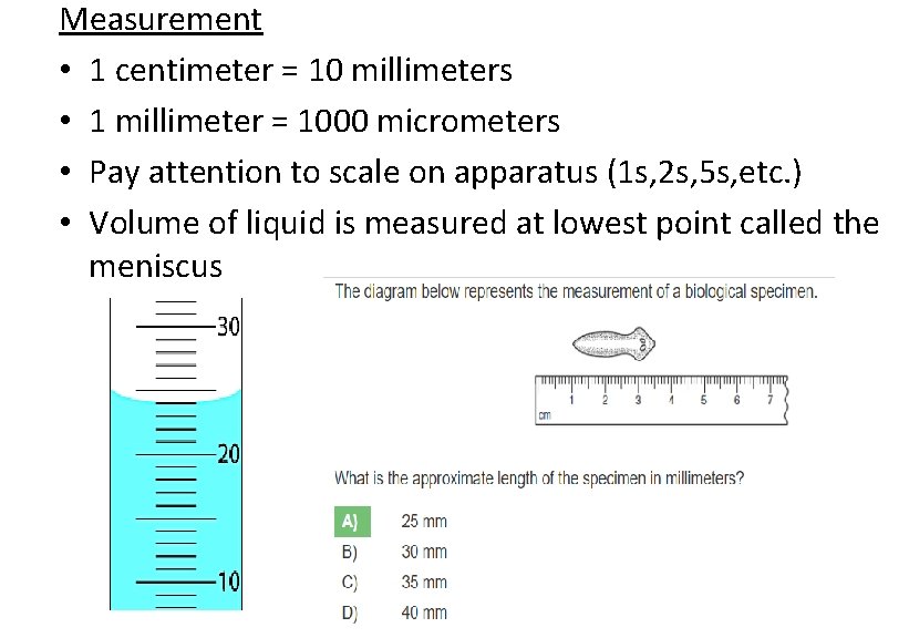 Measurement • 1 centimeter = 10 millimeters • 1 millimeter = 1000 micrometers •