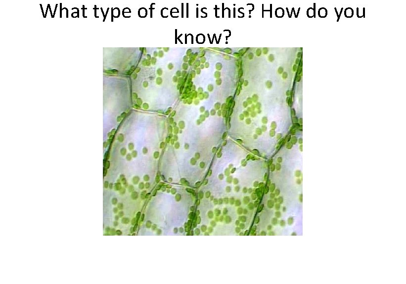 What type of cell is this? How do you know? 