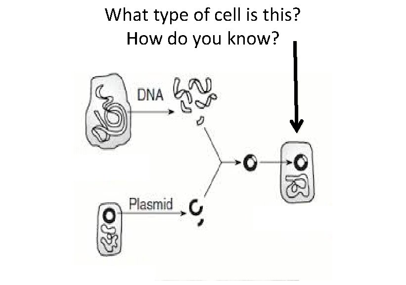 What type of cell is this? How do you know? 