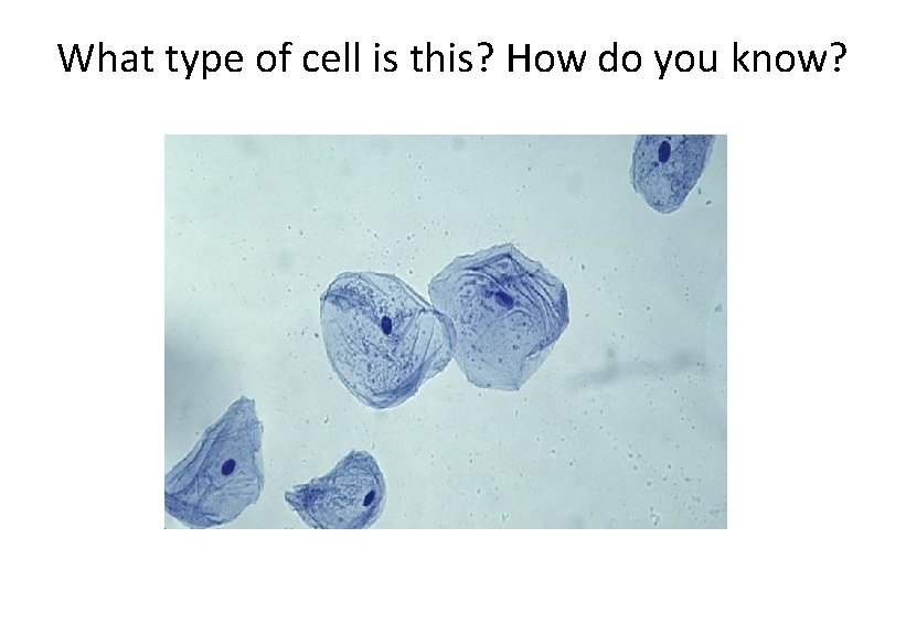 What type of cell is this? How do you know? 