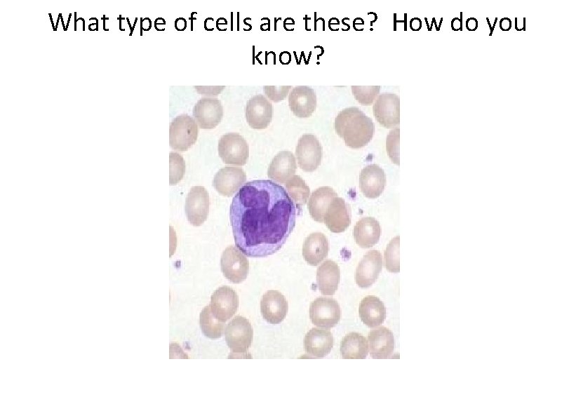 What type of cells are these? How do you know? 