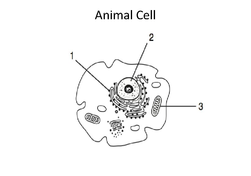 Animal Cell 