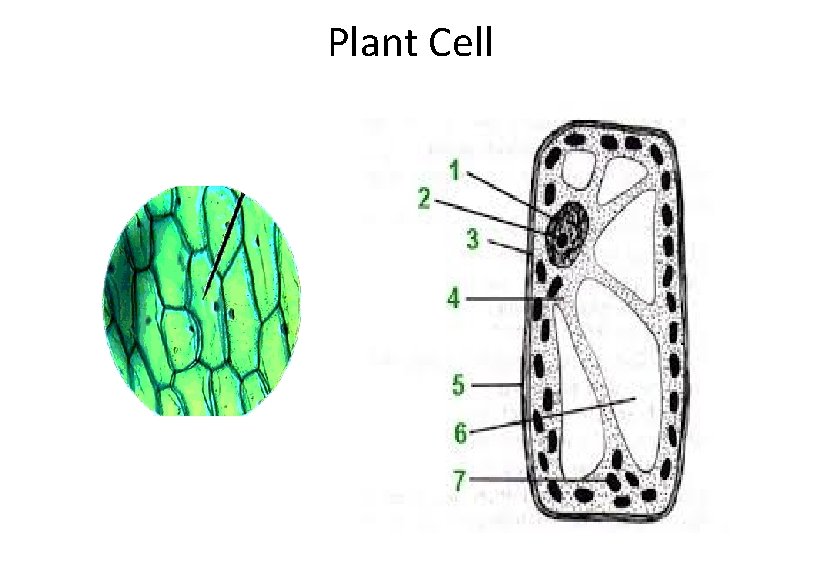 Plant Cell 