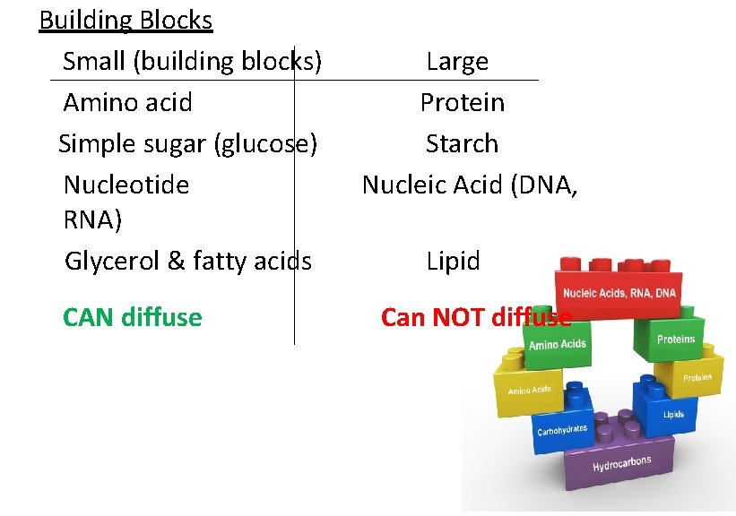 Building Blocks Small (building blocks) Amino acid Simple sugar (glucose) Nucleotide RNA) Glycerol &