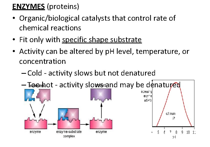 ENZYMES (proteins) • Organic/biological catalysts that control rate of chemical reactions • Fit only