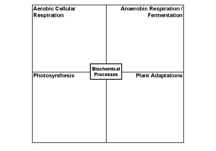 Aerobic Cellular Respiration Photosynthesis Anaerobic Respiration / Fermentation Biochemical Processes Plant Adaptations 