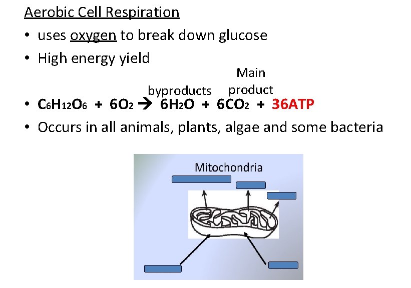 Aerobic Cell Respiration • uses oxygen to break down glucose • High energy yield