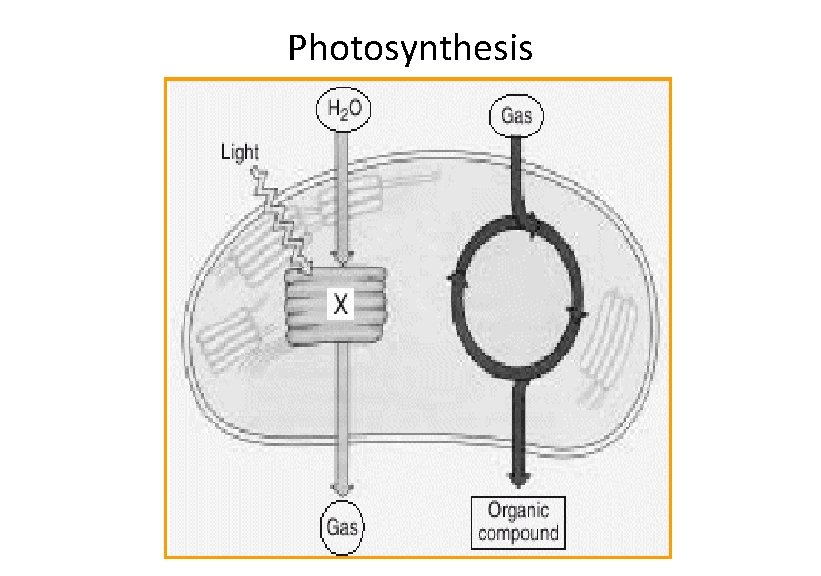 Photosynthesis 