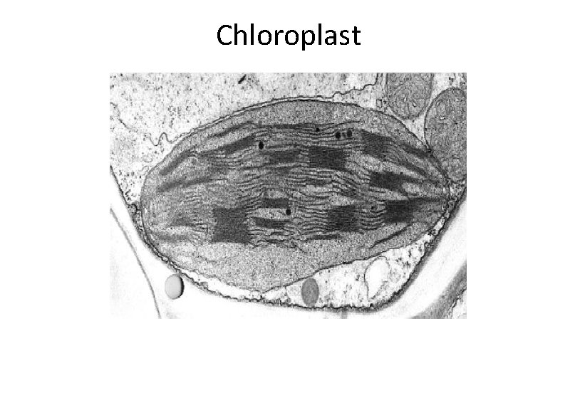 Chloroplast 
