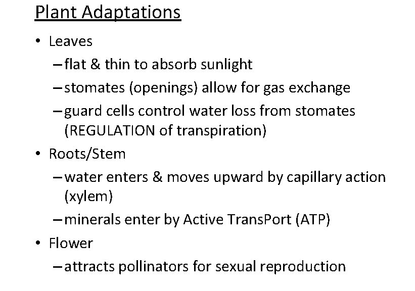 Plant Adaptations • Leaves – flat & thin to absorb sunlight – stomates (openings)