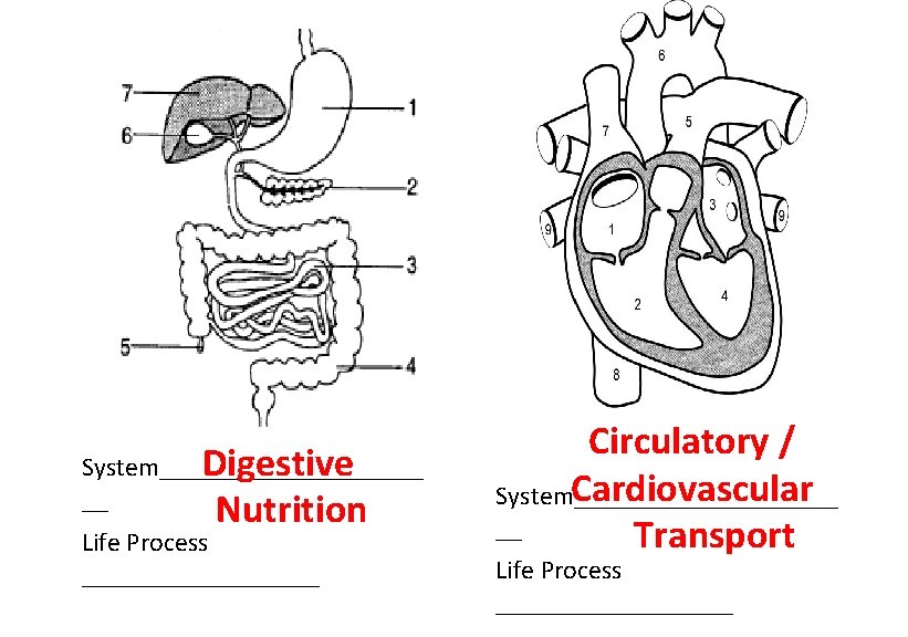 System__________ Digestive __ Nutrition Life Process _________ Circulatory / Cardiovascular System__________ __ Transport Life