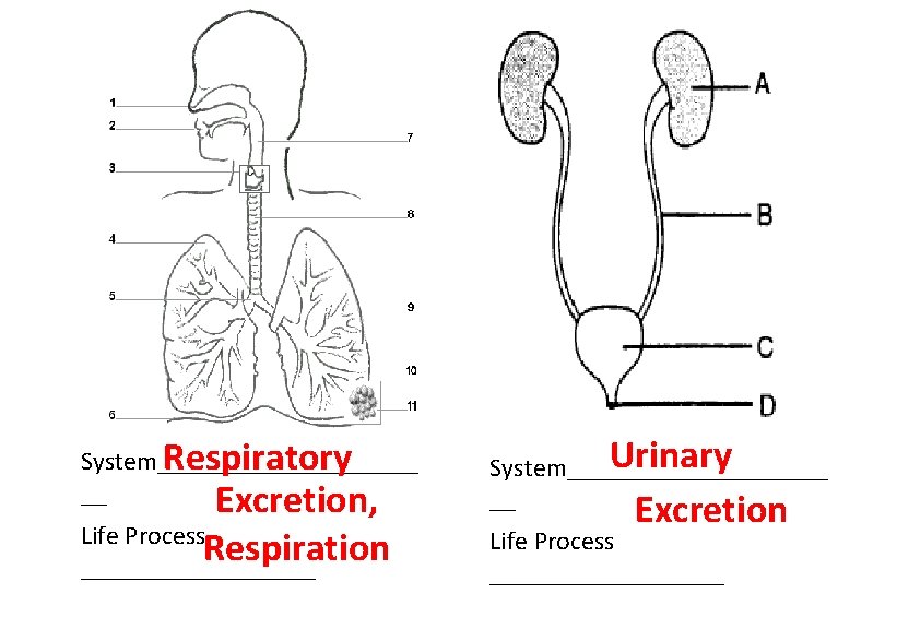System__________ Respiratory __ Excretion, Life Process Respiration _________ Urinary System__________ __ Excretion Life Process
