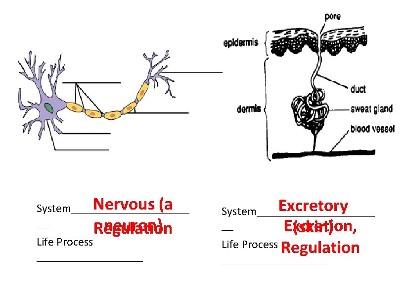 Nervous (a System__________ __ neuron) Regulation Life Process _________ Excretory System__________ __ Excretion, (skin)