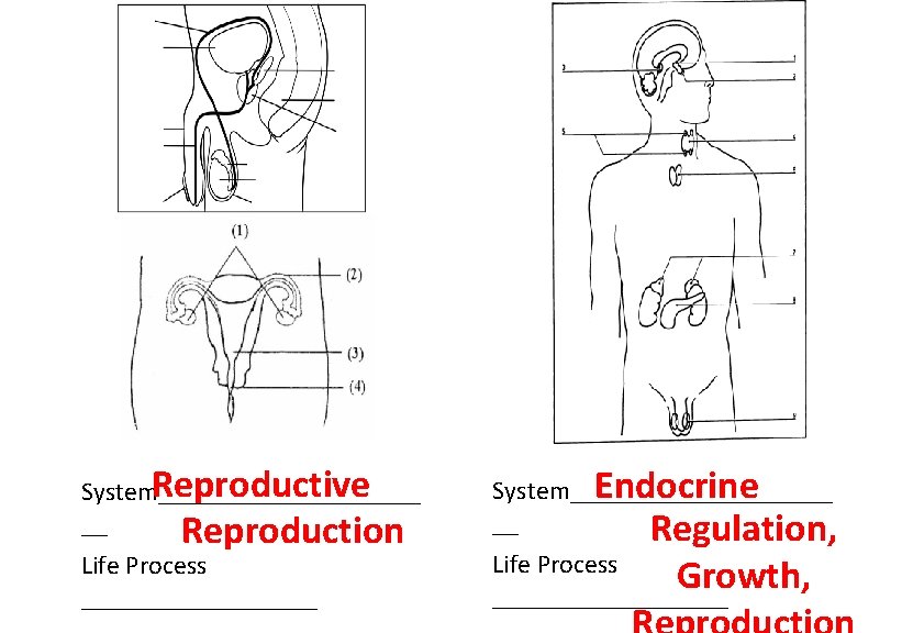 Reproductive System__________ __ Reproduction Life Process _________ Endocrine System__________ __ Regulation, Life Process Growth,