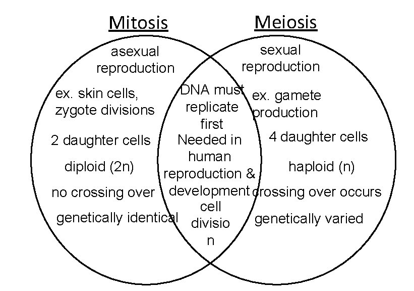 Mitosis asexual reproduction Meiosis sexual reproduction DNA must ex. gamete replicate production first 4