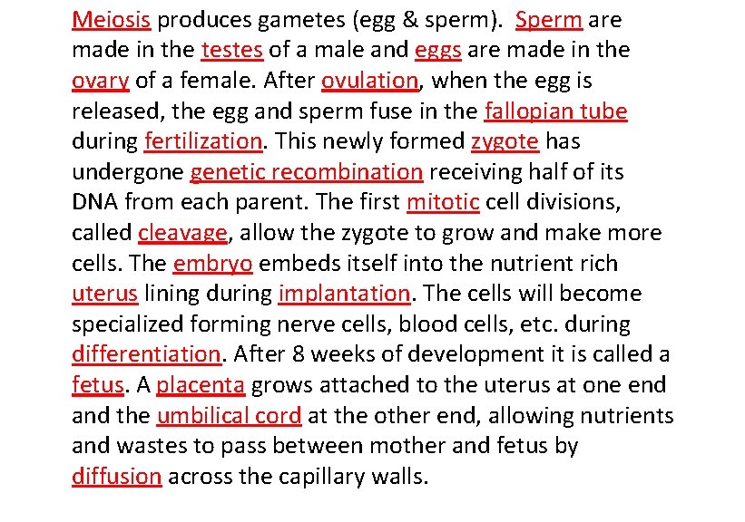 Meiosis produces gametes (egg & sperm). Sperm are made in the testes of a